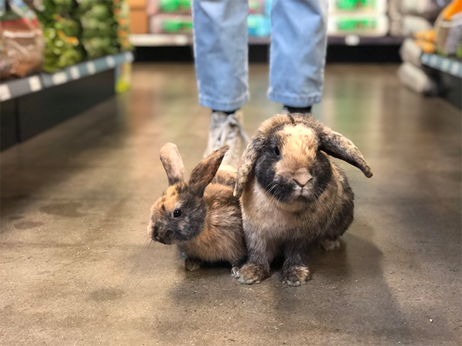 Small Animal Supply SPECIALS Tagged "Sort By Enclosure_Small Animal