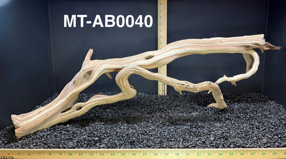 Ghostwood | Manzanita Tree | Specialty Piece | #MT-AB0040