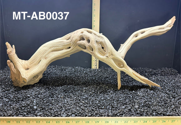 Ghostwood | Manzanita Tree | Specialty Piece | #MT-AB0037