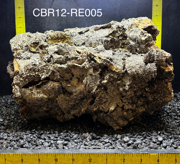 Corkbark Round | Show-Piece | CBR12-RE005