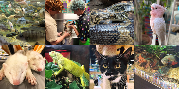 Pet World Lawrence Online