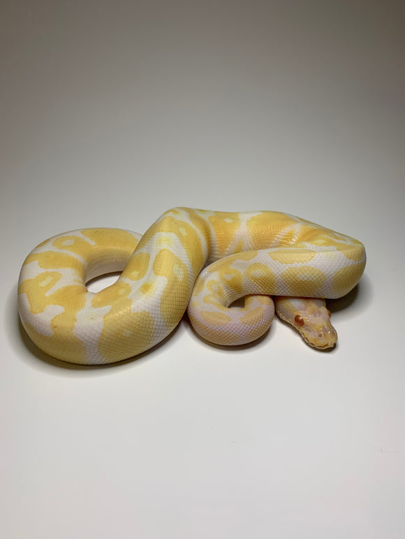 Ball Python | Male Albino | #001