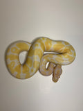 Ball Python | Male Albino | #001