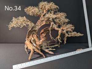 Jumbo Bonsai | 31.5" x 15.5" | No. 34