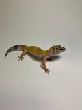 Fancy Leopard Gecko | #008