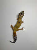 Fancy Leopard Gecko | #008