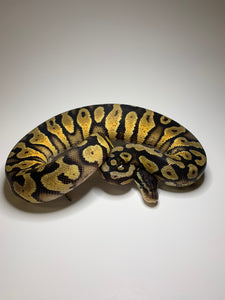 Ball Python | Male Pastel Yellowbelly | #010