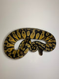 Ball Python | Male Pastel Yellowbelly | #010