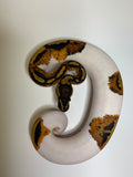 Ball Python | Male Pied Yellowbelly | #011
