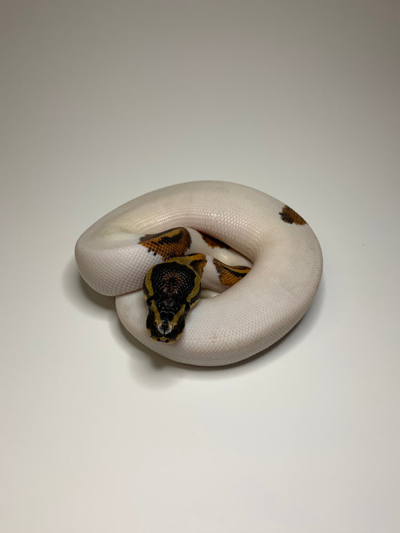 Ball Python | Male Pied Yellowbelly | #012